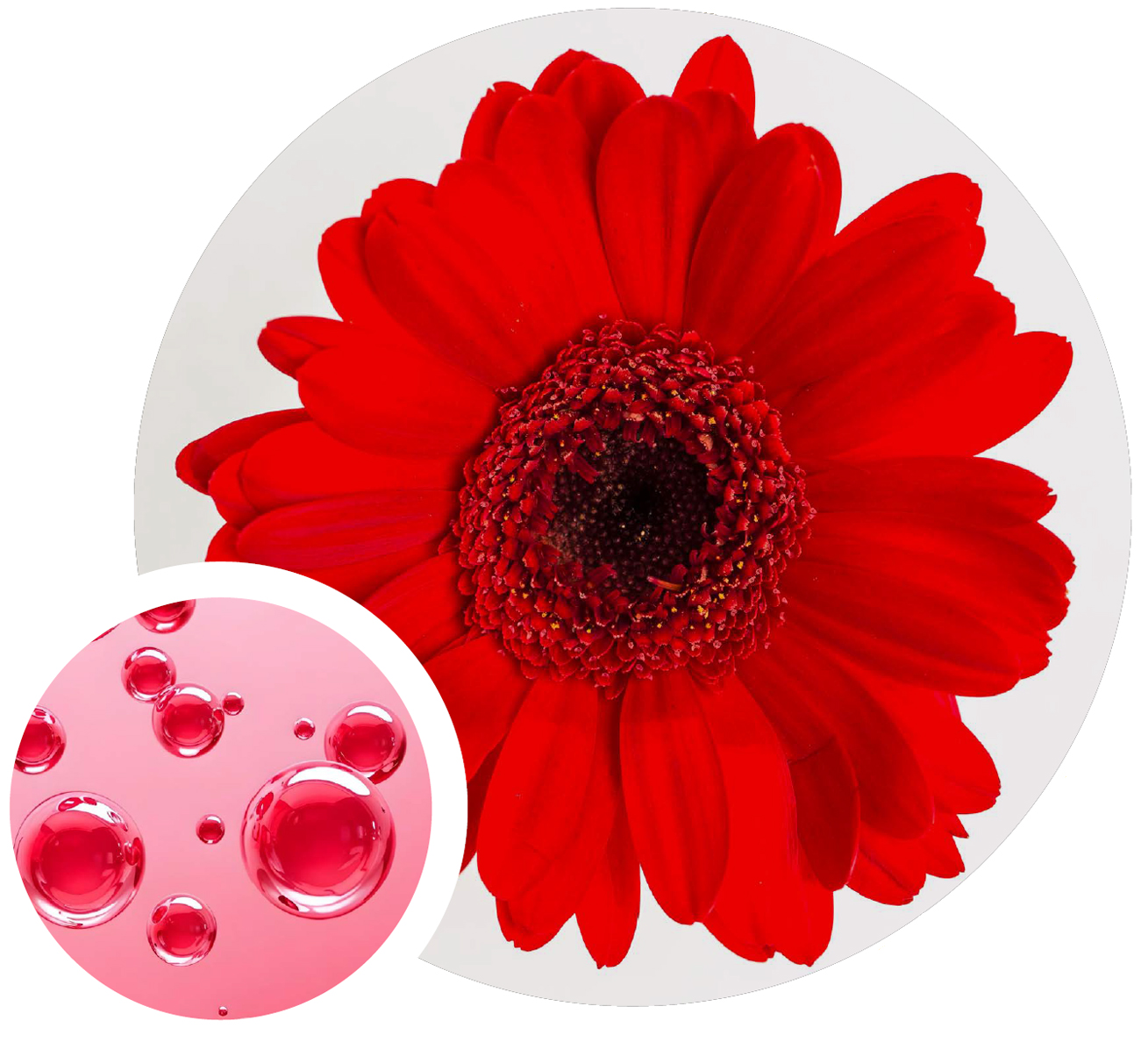 Pro Skin Bioactive Calming Foam en uso