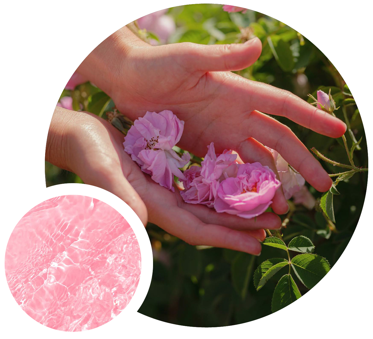 Rose Water Damask Botanical Pure en uso